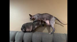 Sphynx Drags Big Belly Over Sister