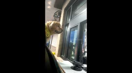 Dog Gets a Drive-Thru Treat