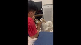 Dog Competes With Game For Owner's Attention