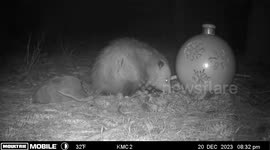Opossum Steals Christmas Ornament