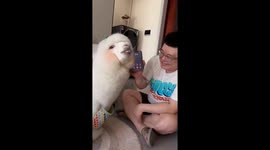 Hilarious moment alpaca annoys scam caller as it answers the call for owner in China