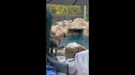 Girls perseverance gets the Belgian Malanois to jump in the pool