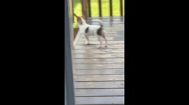 Tiny puppy can fit two balls in her mouth and keeps trying to bring them inside
