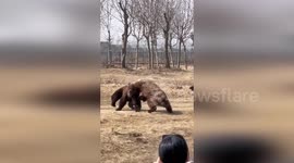 Bears wrestle over carrot before a third intervenes to break them up