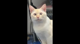 Cat zones out while waiting for owner to give food