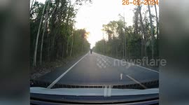 Wild elephant approaches cars on Thai country road