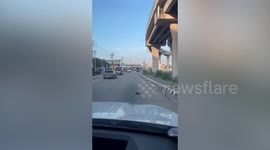 Motorcycle rider rescues turtle ambling across busy road