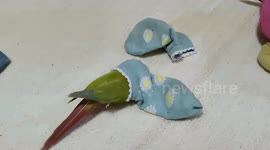 Green cheeky parrot tries to squeeze into dirty sock