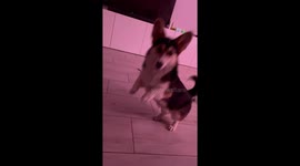Little corgi jumps