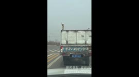 Ostriches wear socks on heads while travelling on truck