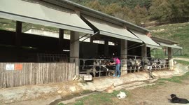 Spanish beef industry sees China's lifting of ban on exports as