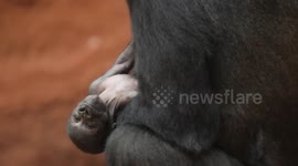 Adorable scenes as mother gorilla gently carries newborn around Prague Zoo enclosure