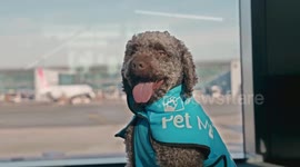 Istanbul Airport introduces therapy dogs to soothe passengers