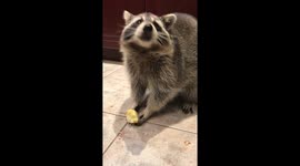 Adorable rescue raccoon enjoying a crunchy apple