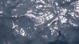 Birds Eye view of common dolphins surfing the bow of the boat