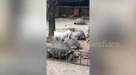 Pygmy goat rides on the back of giant tortoise