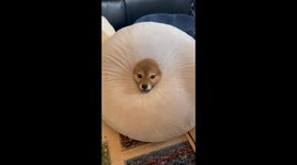 Dog gets stuck in donut pillow, creates adorable struggle