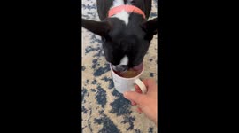 Dog's persistent pursuit of coffee creates playful standoff