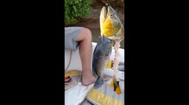 Piranha feast interrupted as fisherman reels in unique catch in Argentina