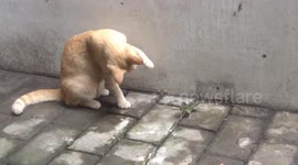 Kittens are afraid of chameleons
