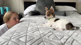Tiny Chihuahua puppy falls off the bed during play time with kid