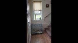 Seagull Try’s To Break into a house and leaves home owner laughing