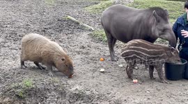Adorable baby tapir born at UK zoo digs into a meal with its mother