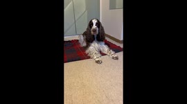 Bonnie Spaniel Is Ready For Bedtime Stories