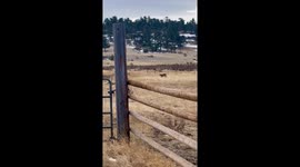 Mountain Lion Chases Coyotes From Carcass