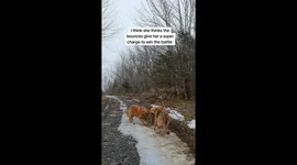 German Shepherd Bounces her way to tug of war victory