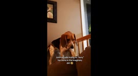 Determined Beagle