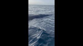 Tiger Sharks Feed on Dead Whale