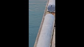 Squeaking Otter Pup Sneaked Away