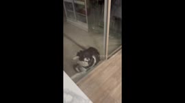 Dog Smiles At The Door