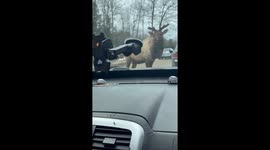 Young Elk Inspects Car