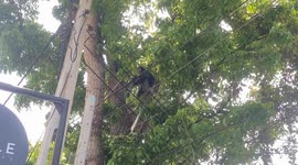Grey Lanka walking on the electricity cable with Baby