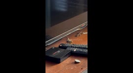 Dominant lizard relentlessly bites opponent's tail in tense standoff