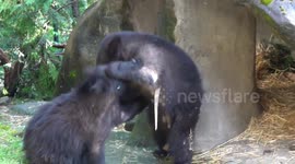 Orphaned bear cubs play fight at Oregon Zoo