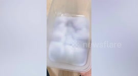 Bizarre TikTok trend of eating fungus