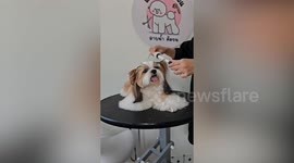Cute pet Shih Tzu has hair curled at dog salon