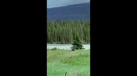 Grizzly Bear Cubs Having A Great Time Play Fighting With Eachother