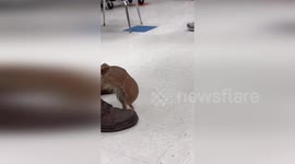 Three-banded armadillo becomes a hit when he visits school in Indiana