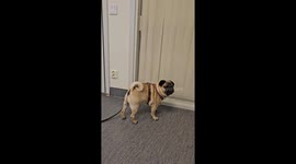 My pug gets mad at the vet for having the audacity to both close him and a room and then pull the curtains so he can't see out!