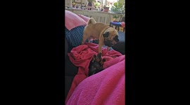 Pug falls off sofa after being attacked by ferocious puppy.