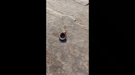 Just a lizards tail wiggling around with just its nerves after being ripped off.