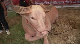 Albino buffalo stud sells for 400,000 GBP at auction in Thailand