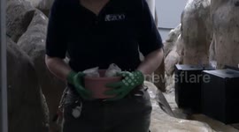 Humboldt penguin chick born at Oregon Zoo