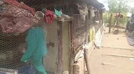 Zimbabwean farmers find fulfillment in rabbit breeding program