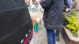 2 dogs take part in the St Patrick’s day celebrations held in London