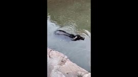 The buffalo is able to swim and dive up to 2 meters deep